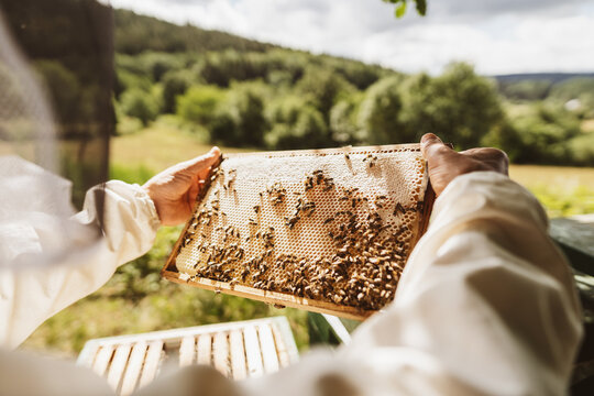 Beekeeper holding a honeycomb over the hive