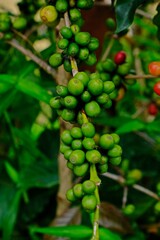 Fresh organic green coffee cherries, raw coffee berries on coffee tree.