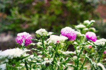 Blume - Pflanze - Winter - Schnee - Frost -