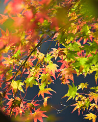 赤く染まり始めたモミジの葉