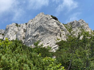 Mountain vegetation and rocks in the peak area of the Risnjak National Park, Crni Lug - Croatia (Planinska vegetacija i stijene u vršnom području nacionalnog parka Risnjak - Gorski kotar, Croatia)