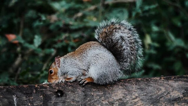 Brown squirrel eating on a park bench in Hartsholme Park, Lincoln