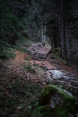 A hidden path in the forest of Lake Tovel, Northern Italy