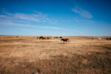 Obraz premium Landscape shot of the Georgian steppe Udabno in Georgia. Yellow-gold tall grass, wide land and blue sky. endless fields. a herd of many cows passes by