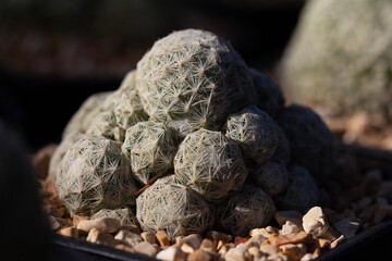 cactus garden on the farm hobby and leisure activities for another form of happiness
