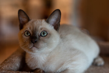 Purebred Tonkinese  kitten with aquamarine eyes.