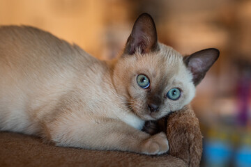 Purebred Tonkinese kitten with aquamarine eyes. © Yehoshua Halevi