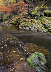 A flowing river with leaves on the surface