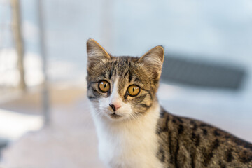 Street cat looks into the lens