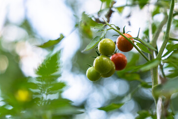 Unripe tomatoes weigh