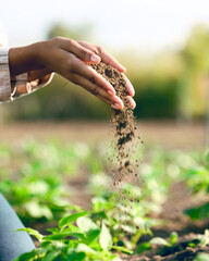 Farmer, hands and agriculture with soil, dirt or dust for plants, growth or farming closeup. Black...