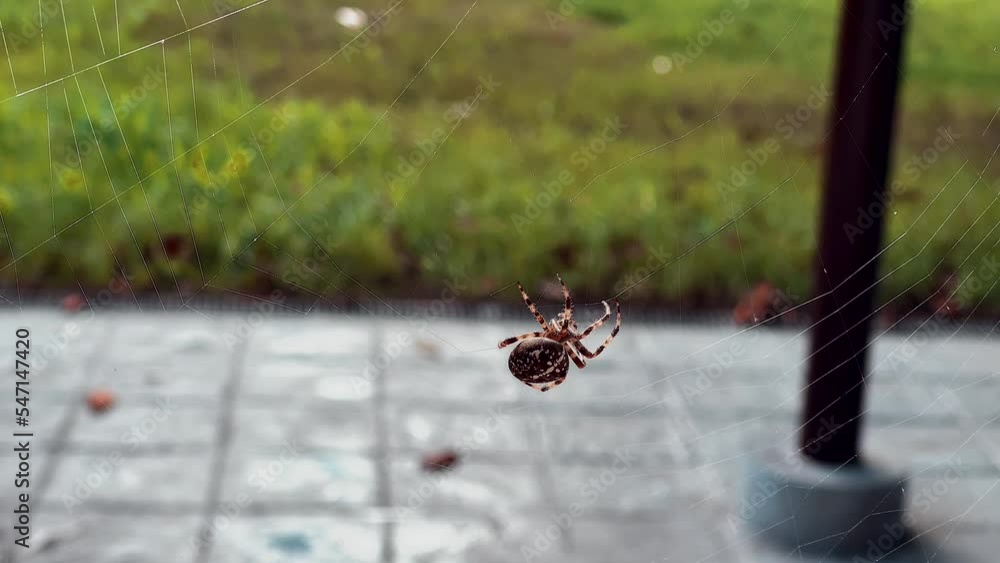Poster spider spins its web in slow motion waiting for an insect to land on it.. slow motion 4k