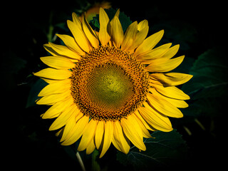Yellow flower of a sunflower in the night darkness. Blooming sunflower flower. Yellow petals. Black...