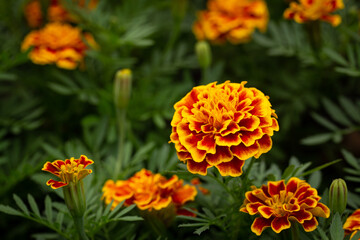 Marigold flowers with dark yellow petals and brown inner sides bloom together on a field.