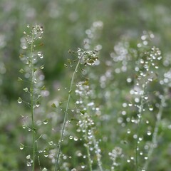 Drops of Dew on Shepherd's purse