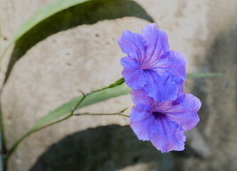 Ruellia simplex purple flowers  Flowering in a bouquet with 5 petals 3-4 cm in size, flower color...