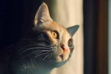 Cat looking through the window with a sunbeam