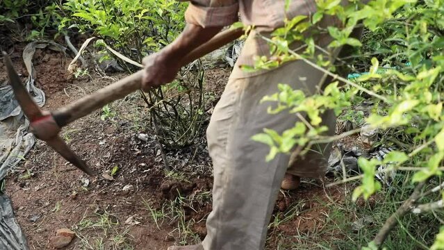 Close up farmer loosen hard soil with pickaxe