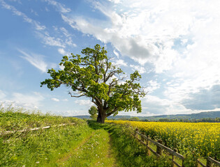 Old oak trees in the countryside. - obrazy, fototapety, plakaty