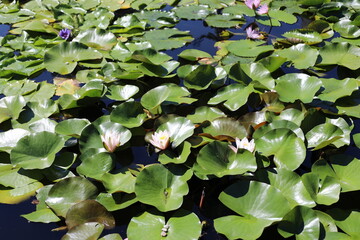 green leaves background. lilies in the garden. water lilies in the lake. water lily in the pond