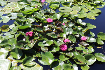 lilies in the garden. water lilies in the lake. water lily in the pond