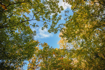 Fototapeta premium View of the autumn forest from below. Treetops in autumn against the sky. Beautiful trees against the blue sky. Background of trees with orange autumn foliage.