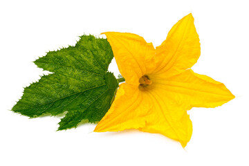 Yellow zucchini flower with green leaf on white background, pumpkin.