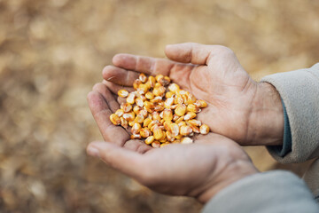 Farmer holding corn kernels in hand to control moisture, respectful use of food