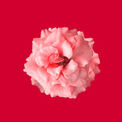 Closeup, Single roses flower blossom blooming isolated on red background for stock photo or advertising product, The flowers of love, Floral summer, valentine day, gift