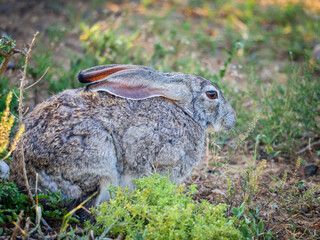 Scrub hare (Lepus saxatilis). Eastern Cape. South Africa