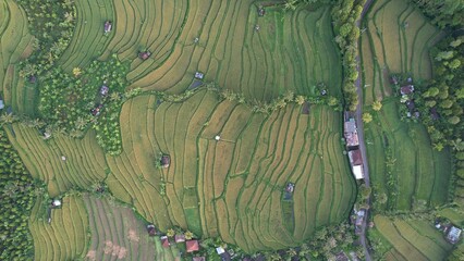 Bali, Indonesia - November 13, 2022: The Jatiluwih and Sidemen Terrace Rice Fields