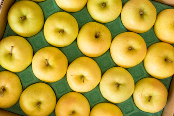 秋の収穫した美味しいりんごの写真