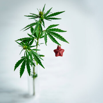 Cannabis bush, marijuana with a Christmas ball in a test tube on a white background