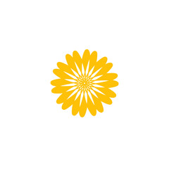 yellow daisy isolated on white background