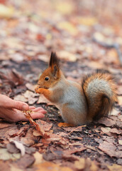 Feeding animals. Feeding the squirrel. A red squirrel eats nuts from his hands from the ground in an autumn park. A person feeds an animal. Soft focus