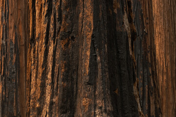 Black Burns Scar The Base of Giant Sequoia Tree