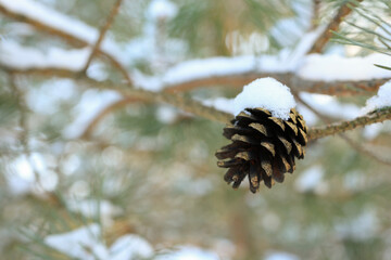 Winter background with a pine cone. Selective focus.