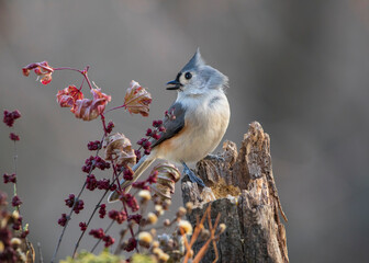 small songbird on perch