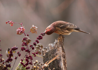 songbird on perch eating berry