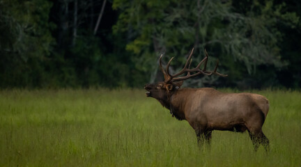 Bull Elk Bugles In Meadow
