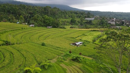 Bali, Indonesia - November 13, 2022: The Jatiluwih and Sidemen Terrace Rice Fields