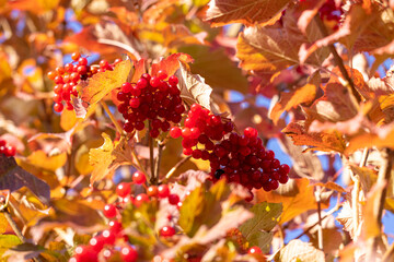 Guelder rose red berries Ukrainian national symbol