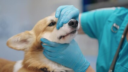 veterinary dentist is examining corgi dog teeth in modern vet clinic, professional veterinarian - Powered by Adobe