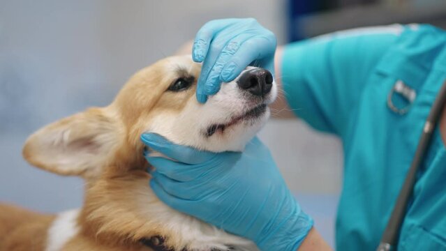 veterinary dentist is examining corgi dog teeth in modern vet clinic, professional veterinarian