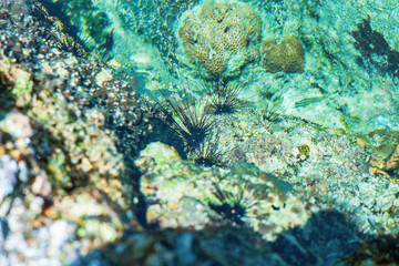 Group of black Sea urchins on rock. Diadema setosum on ocean floor, soft selective focus