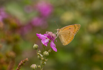 Pieridae (Colotis fausta) is common in North Africa, the Middle East and southern Asia. In Turkey, it is common in Mesopotamia in the fall.