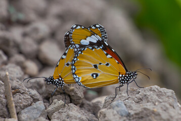 Danaidae (Danaus chrysippus) is a species common in the southern part of Turkey. It breeds in the Tigris valley in Diyarbakır.