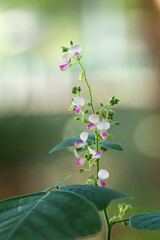 Small flowers of the  Christia obcordata.