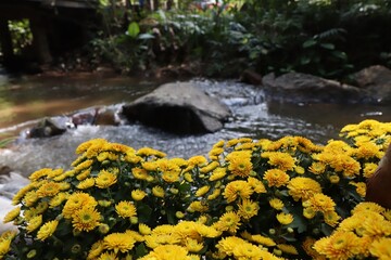 Fresh yellow flowers near the stream