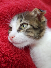 a cute little lop-eared kitten lies on a soft fluffy blanket with a thoughtful look. looks into the distance